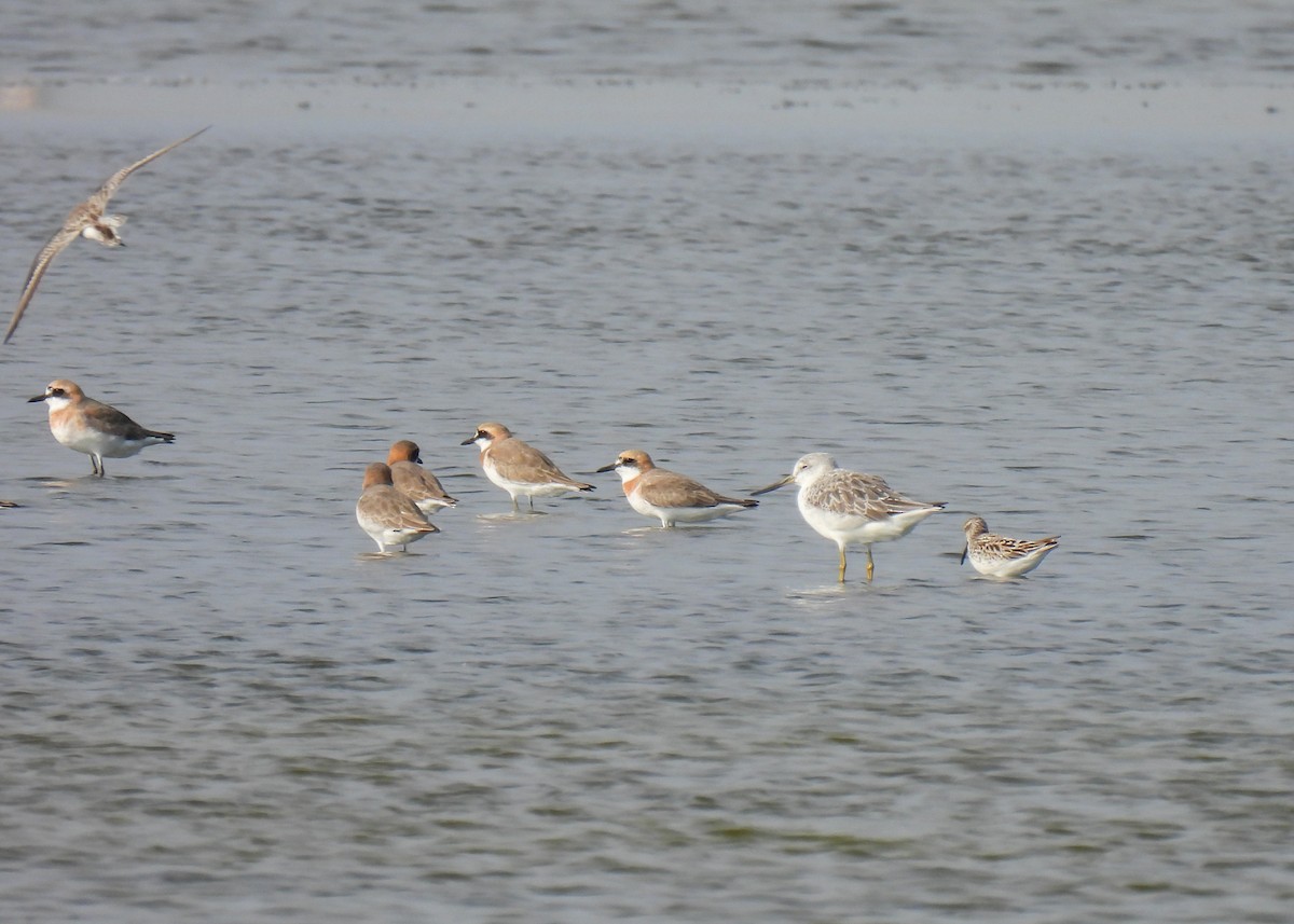 Nordmann's Greenshank - ML620175757