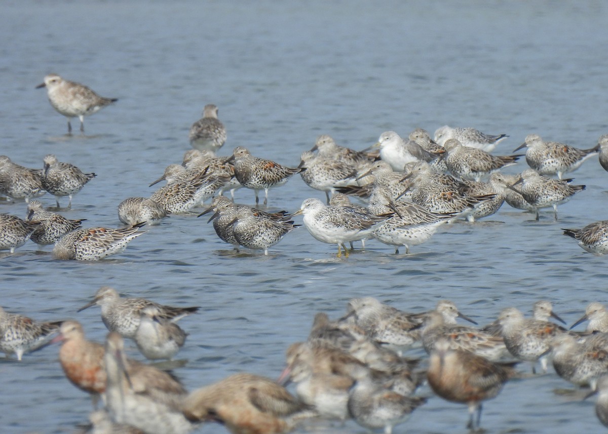 Nordmann's Greenshank - ML620175759