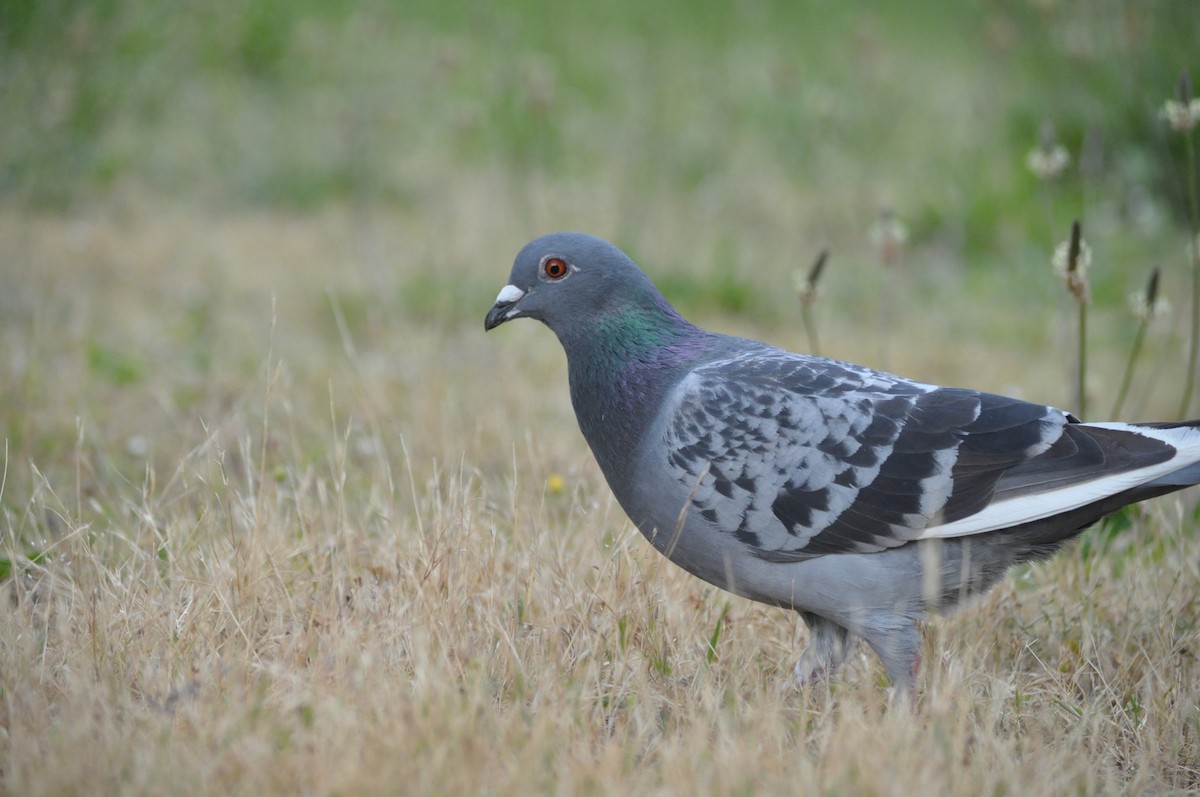 Rock Pigeon (Feral Pigeon) - ML620175760
