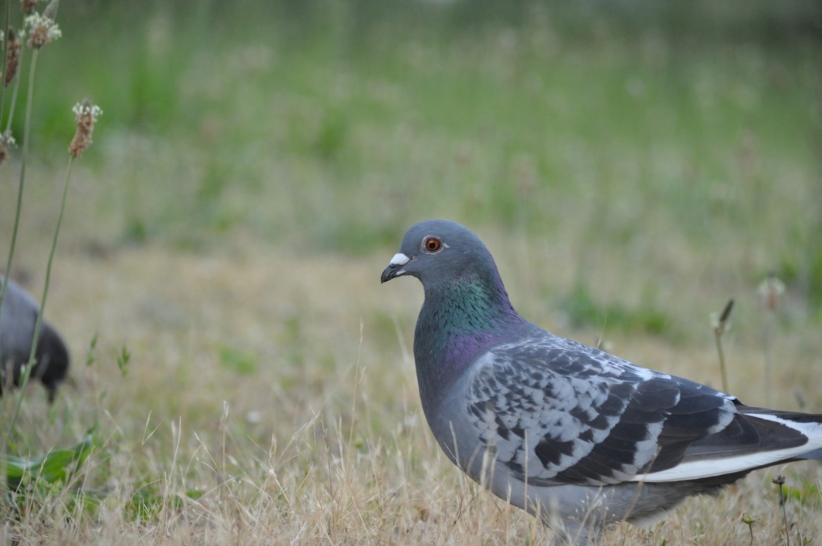 Rock Pigeon (Feral Pigeon) - ML620175761