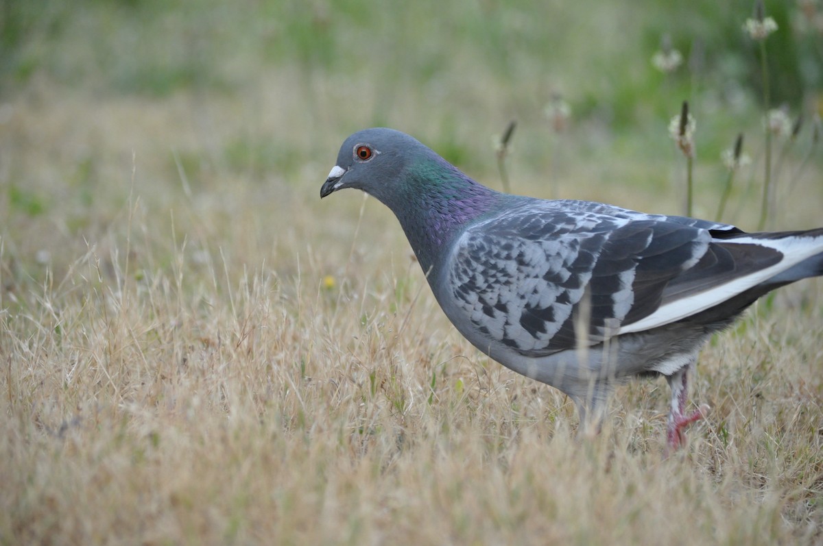 Rock Pigeon (Feral Pigeon) - ML620175763