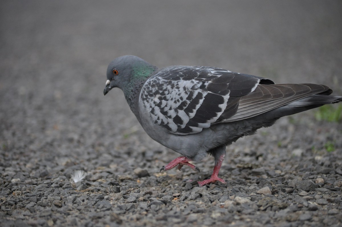 Rock Pigeon (Feral Pigeon) - ML620175765