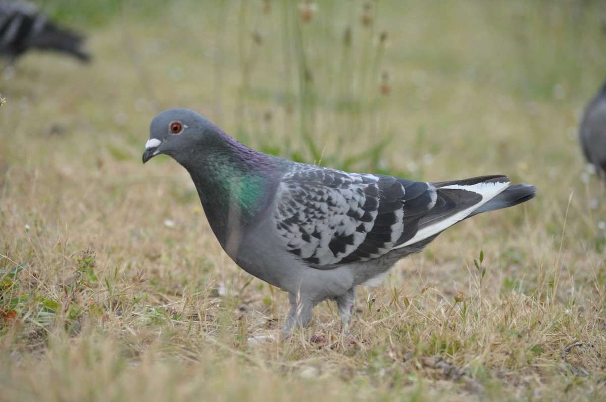 Rock Pigeon (Feral Pigeon) - ML620175766