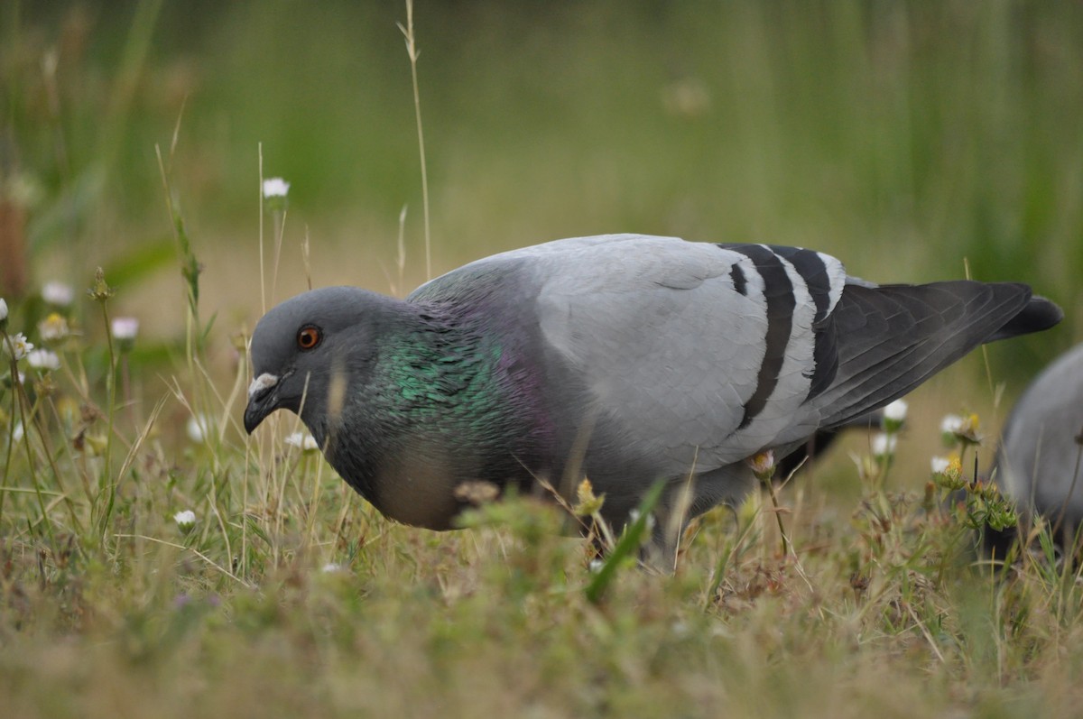 Rock Pigeon (Feral Pigeon) - ML620175768