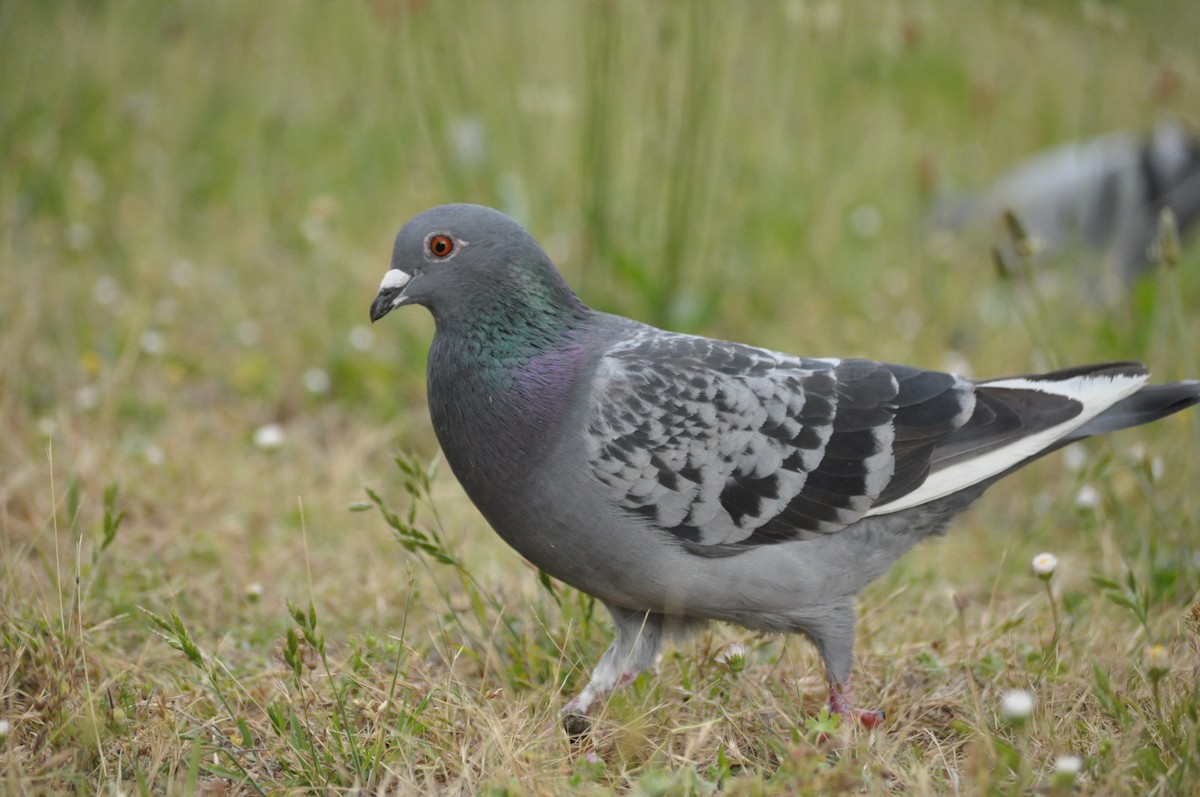 Rock Pigeon (Feral Pigeon) - ML620175769