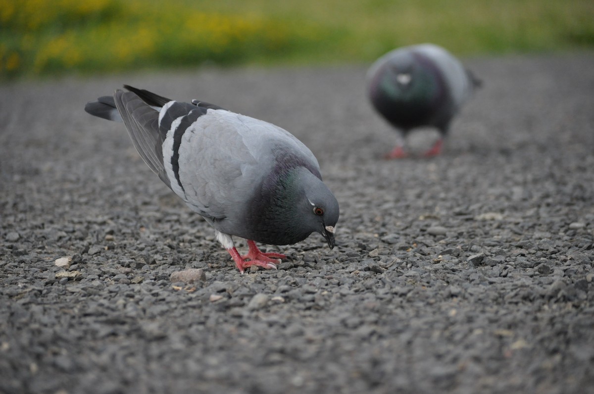 Rock Pigeon (Feral Pigeon) - ML620175773