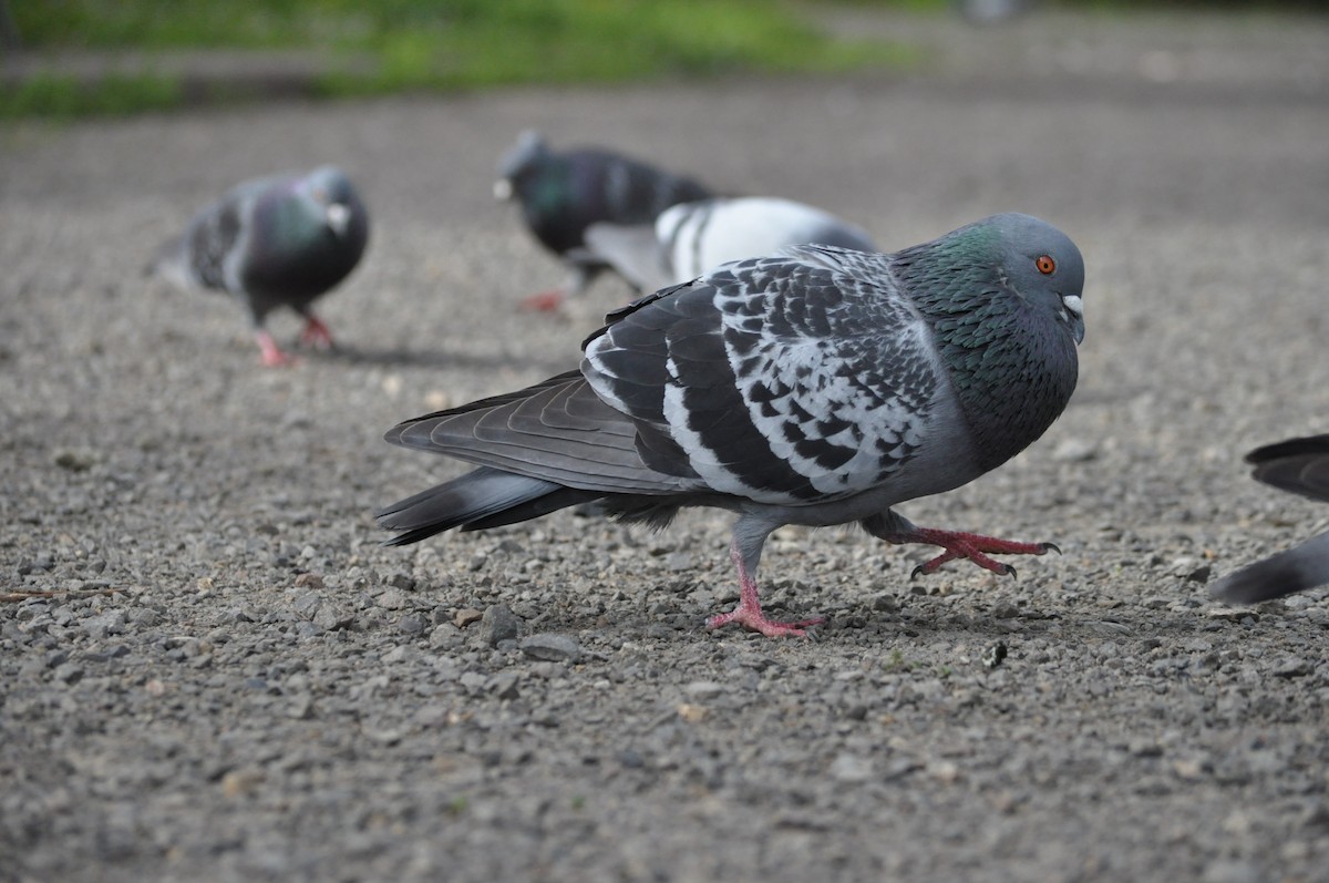 Rock Pigeon (Feral Pigeon) - ML620175774