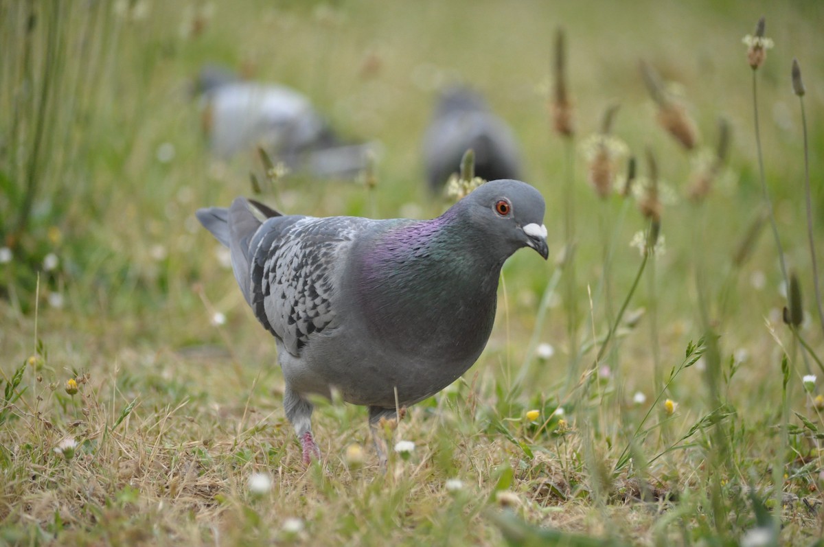 Rock Pigeon (Feral Pigeon) - ML620175776