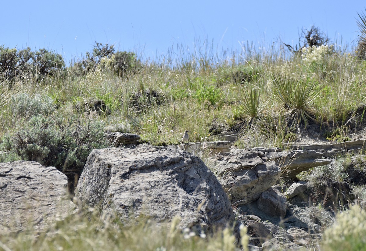 Rock Wren - ML620175778