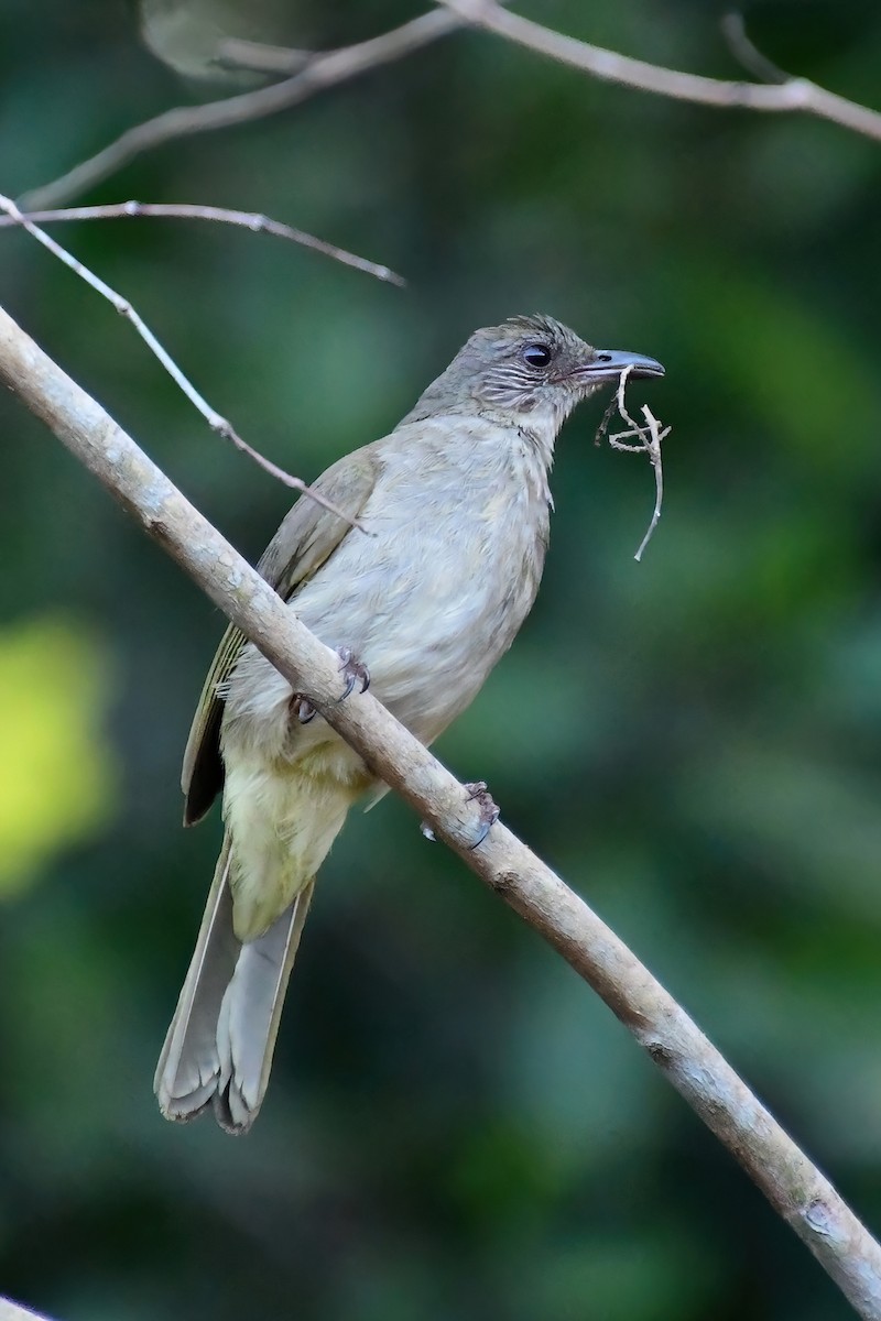 Bulbul à front cendré - ML620175781