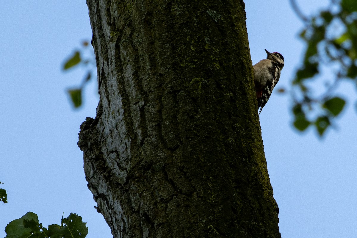 Great Spotted Woodpecker - ML620175782