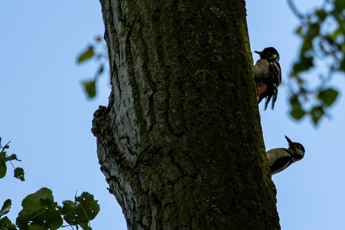 Great Spotted Woodpecker - ML620175784