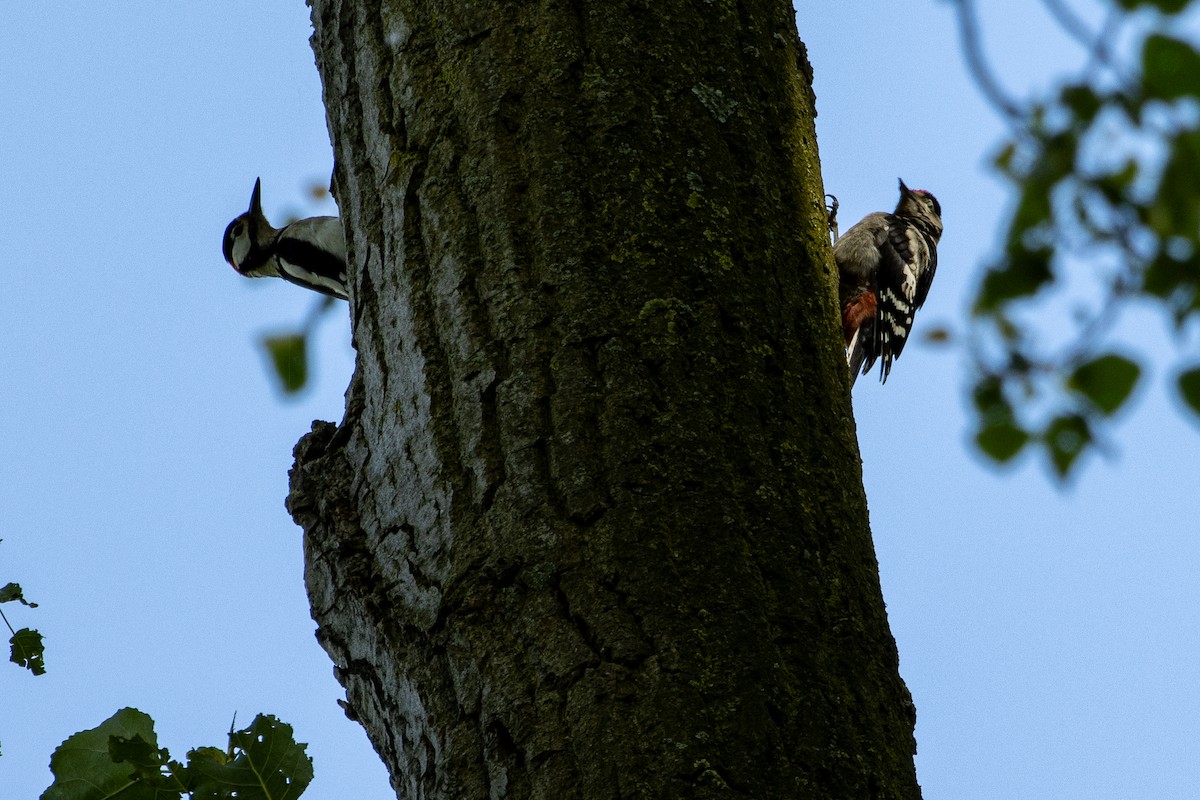 Great Spotted Woodpecker - ML620175785