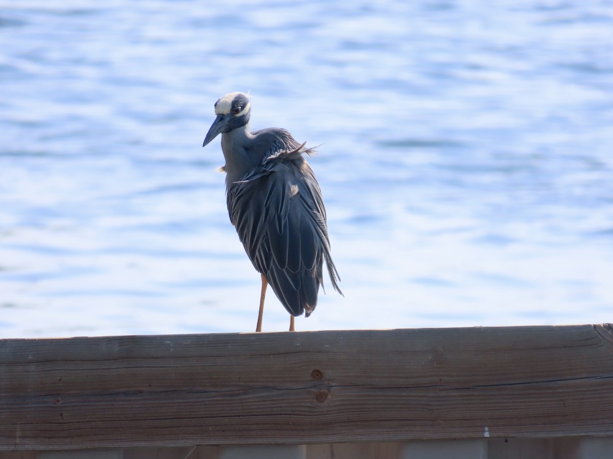 Yellow-crowned Night Heron - ML620175786