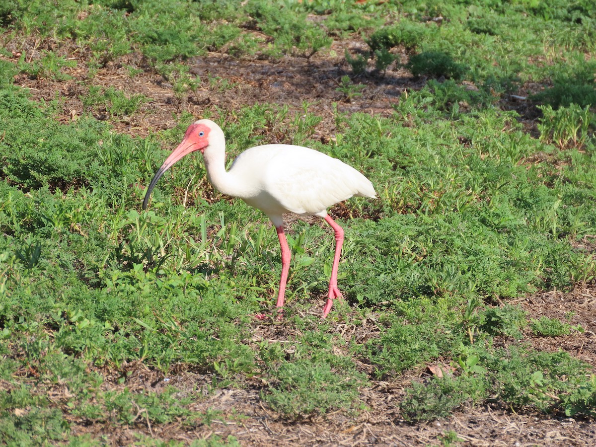 ibis bílý - ML620175791