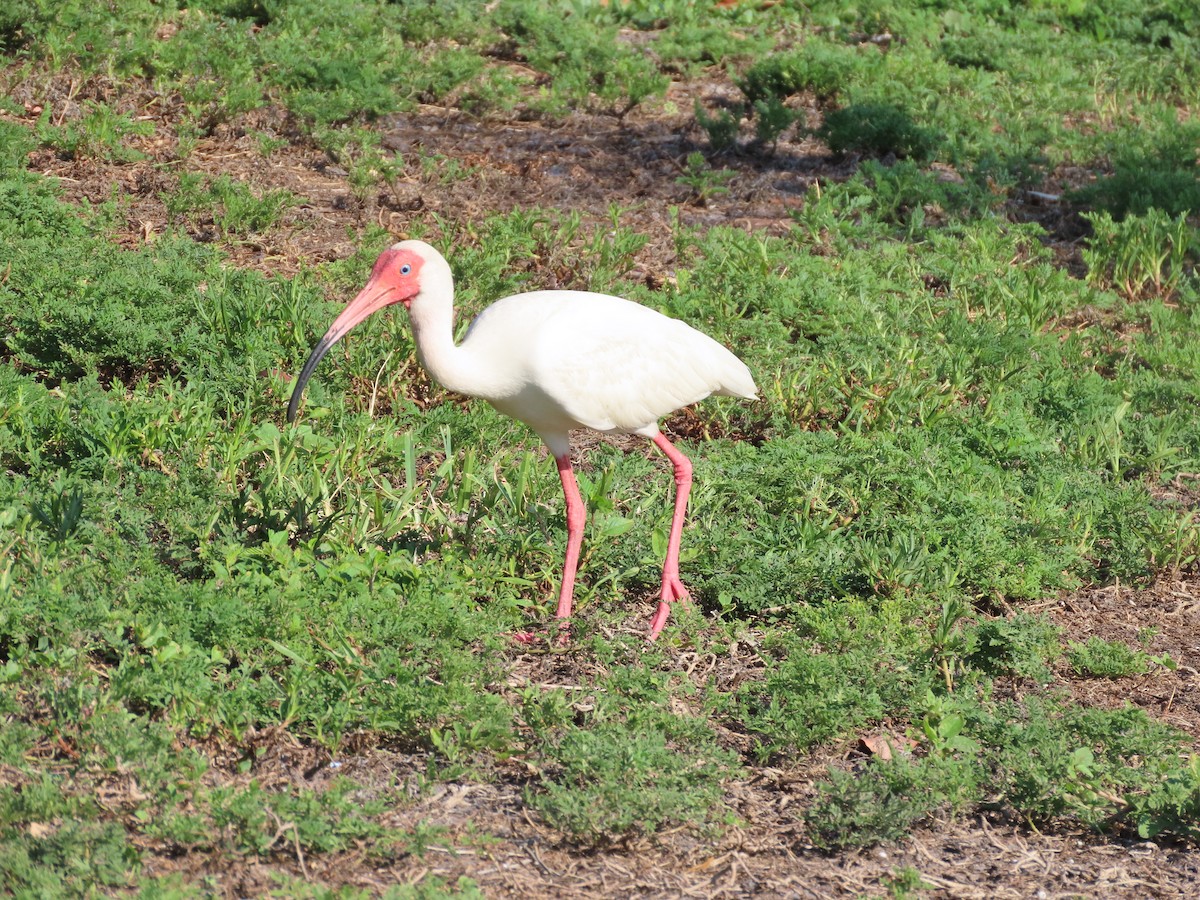 White Ibis - ML620175791