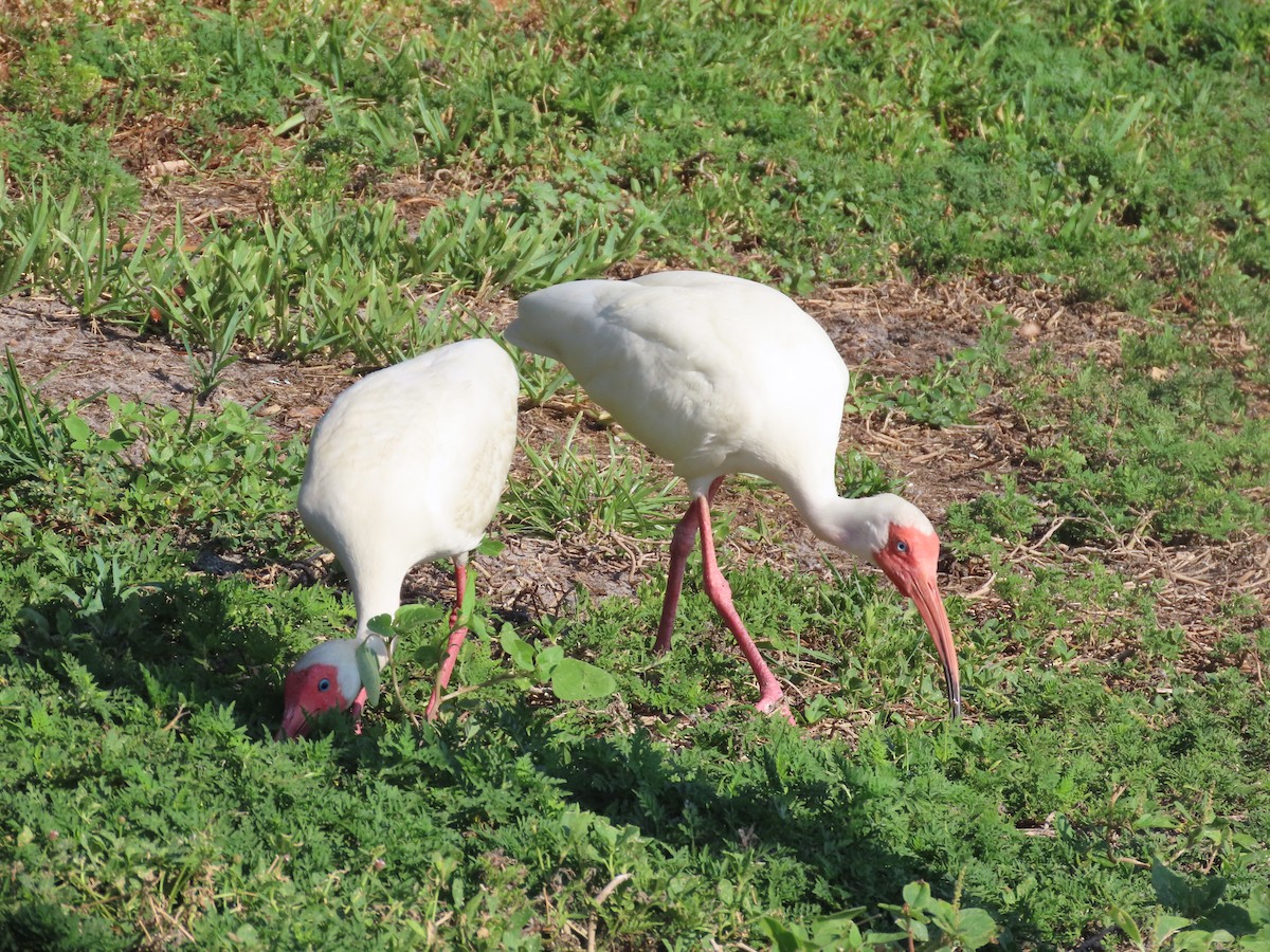 ibis bílý - ML620175792