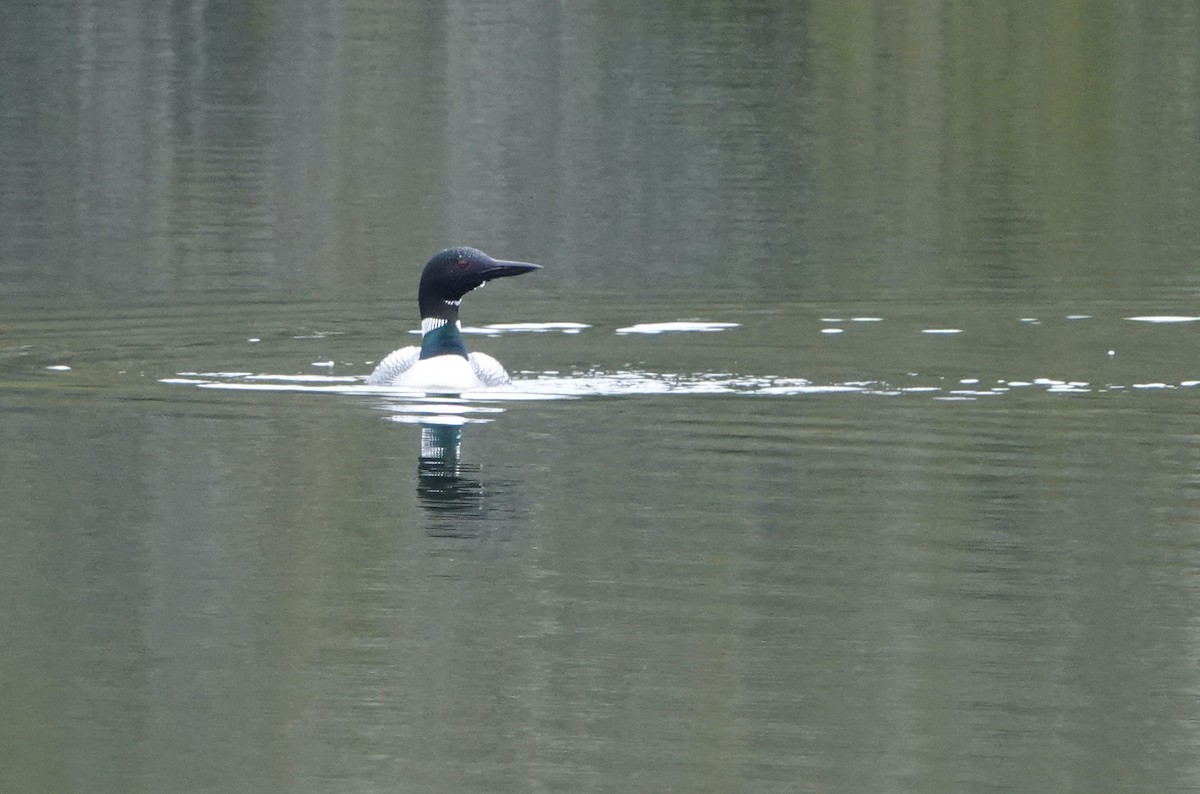 Common Loon - ML620175794