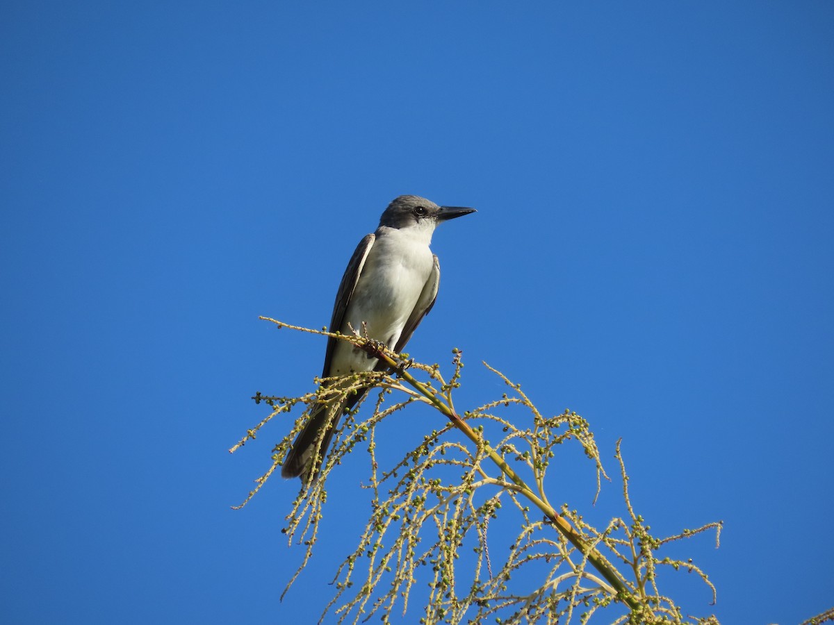 Gray Kingbird - ML620175796