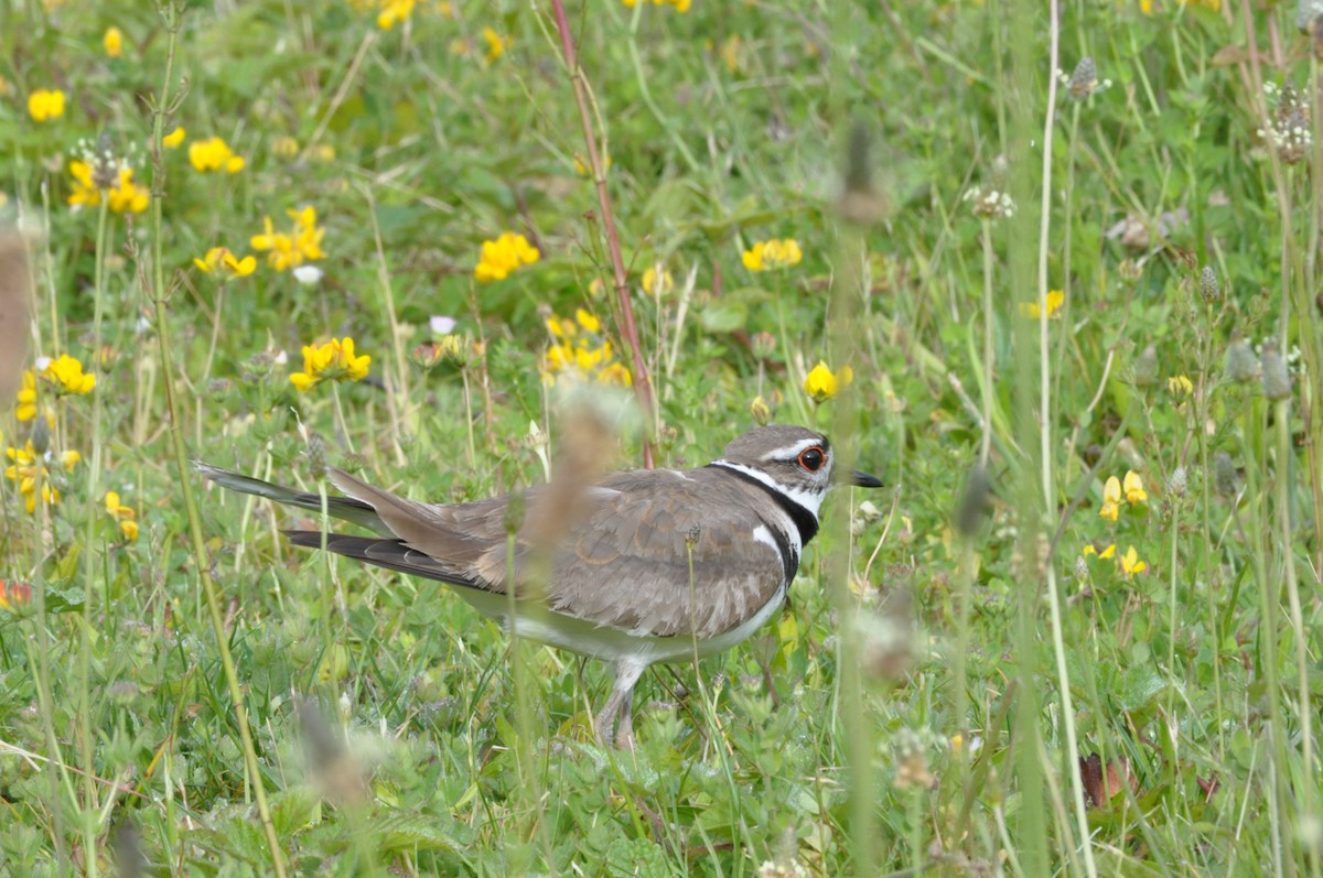 Killdeer - ML620175801