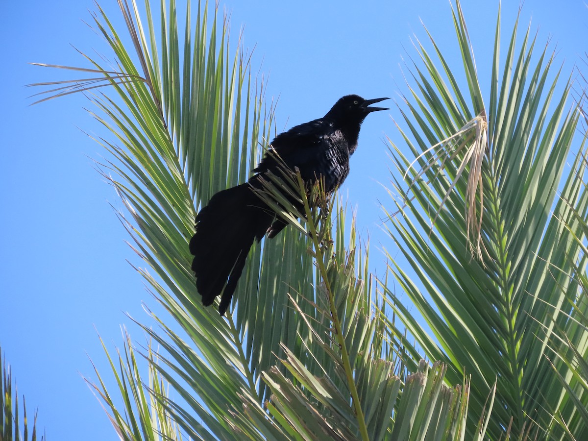 Great-tailed Grackle - ML620175810