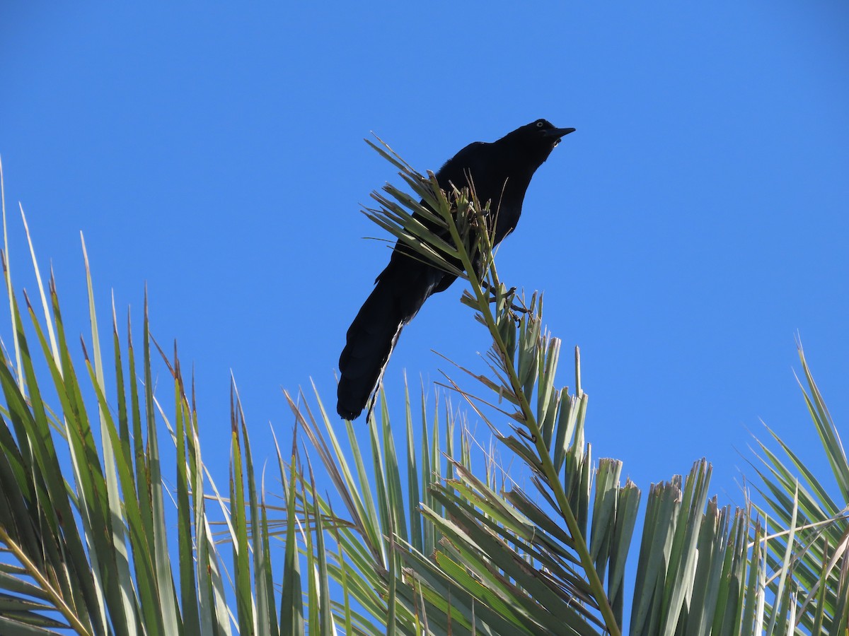 Great-tailed Grackle - ML620175813