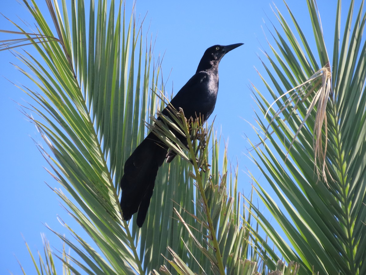 Great-tailed Grackle - ML620175814