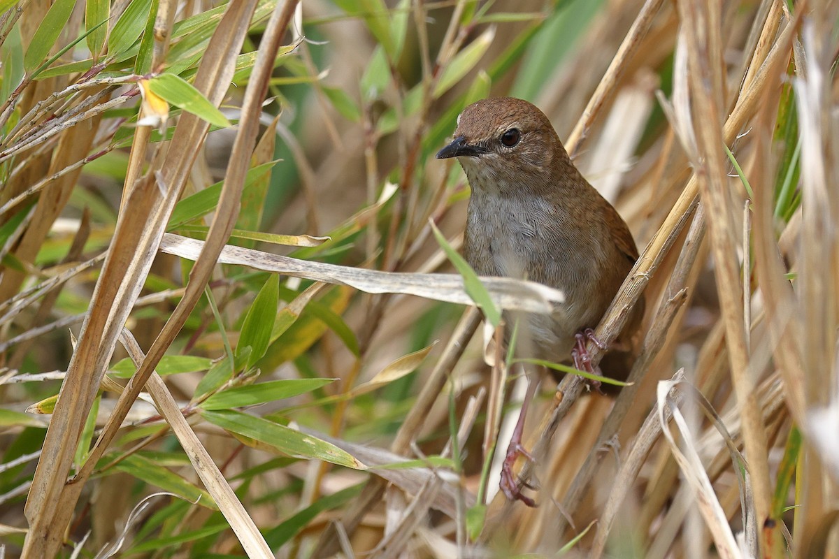 Taiwan Bush Warbler - ML620175816