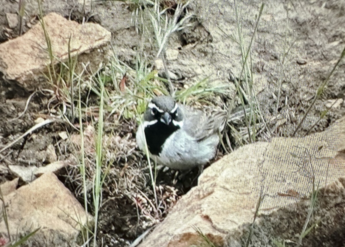 Black-throated Sparrow - ML620175821