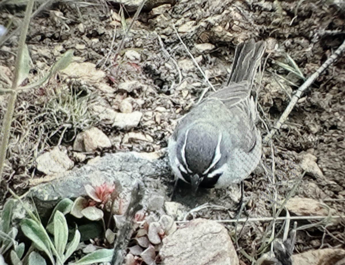Black-throated Sparrow - ML620175823