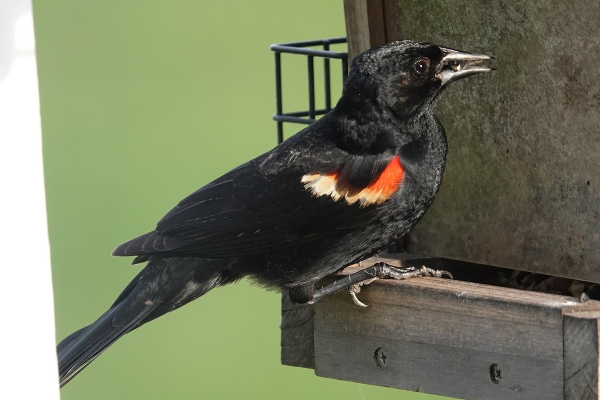 Red-winged Blackbird - Jeffrey Turner