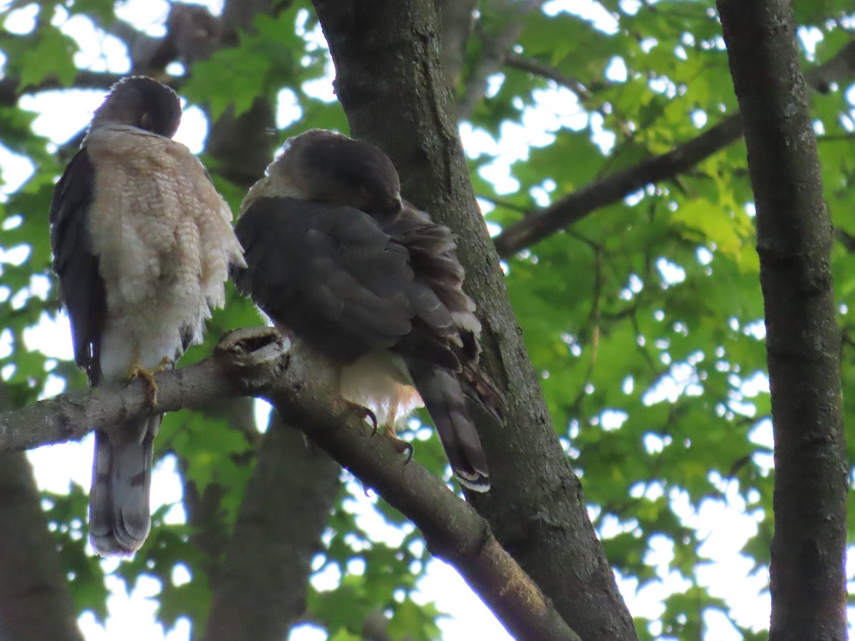 Cooper's Hawk - ML620175831