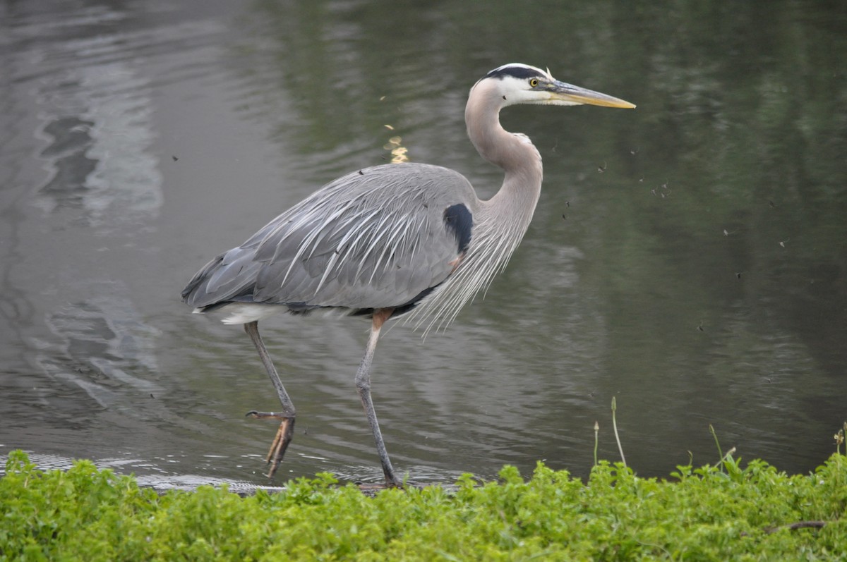 Great Blue Heron - ML620175832