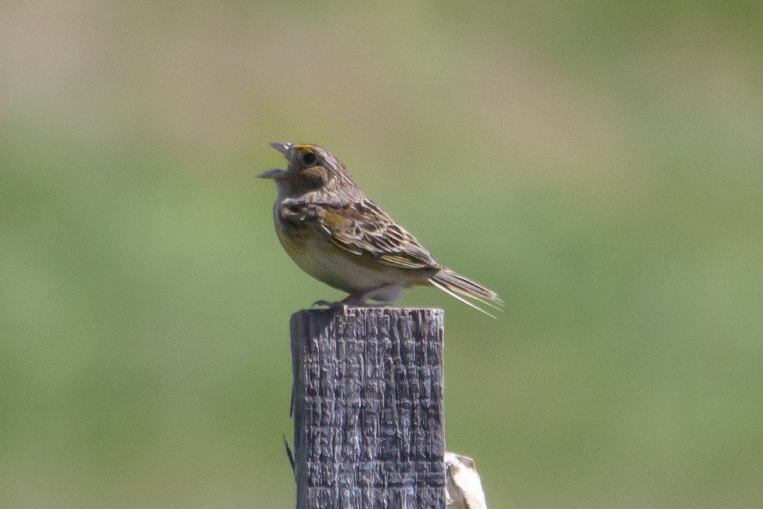 Grasshopper Sparrow - ML620175842