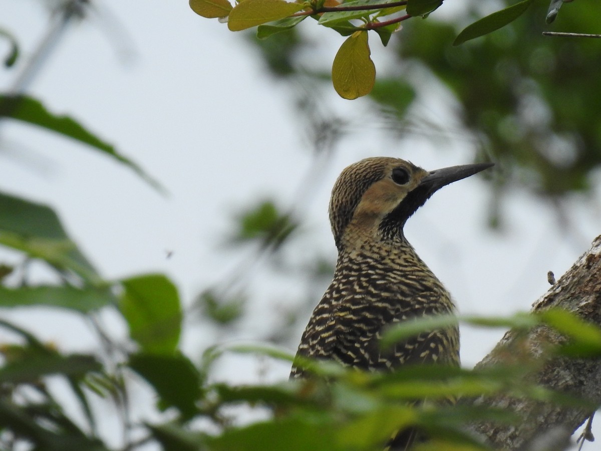 Fernandina's Flicker - ML620175848