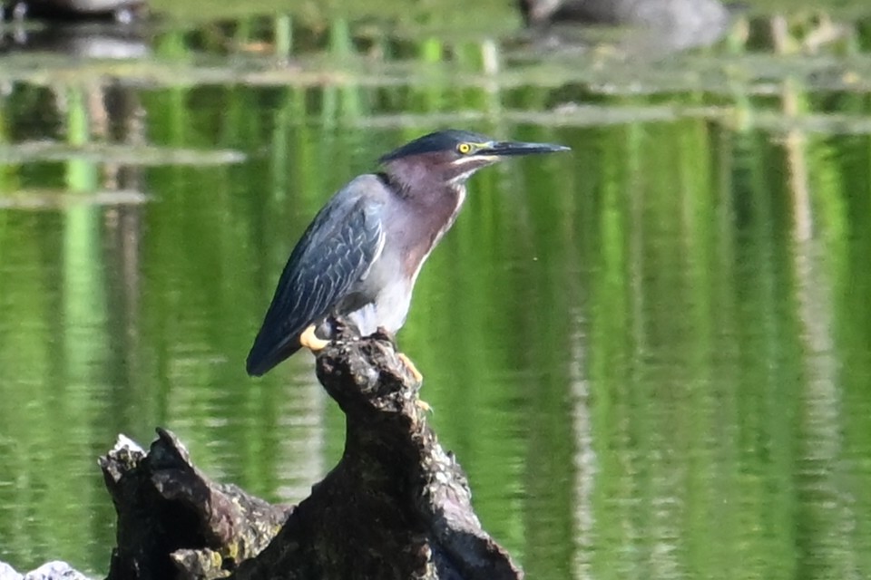 Green Heron - ML620175849