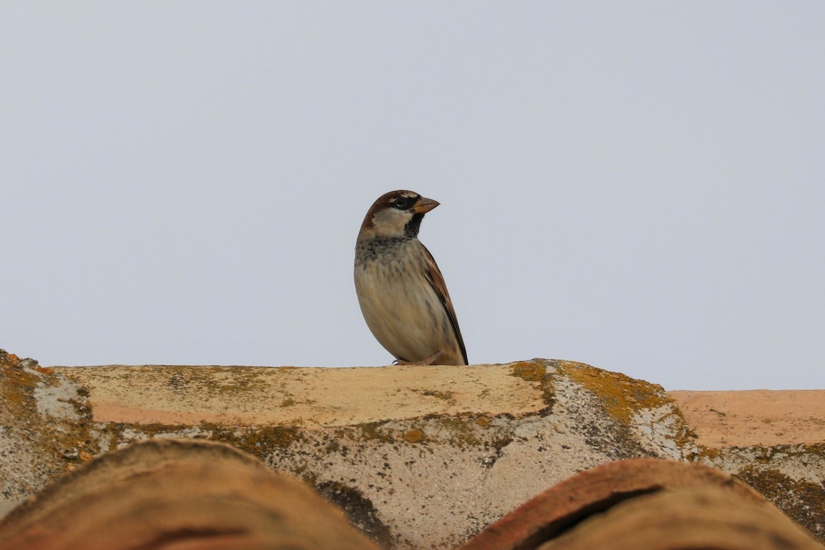 Italian Sparrow - ML620175851