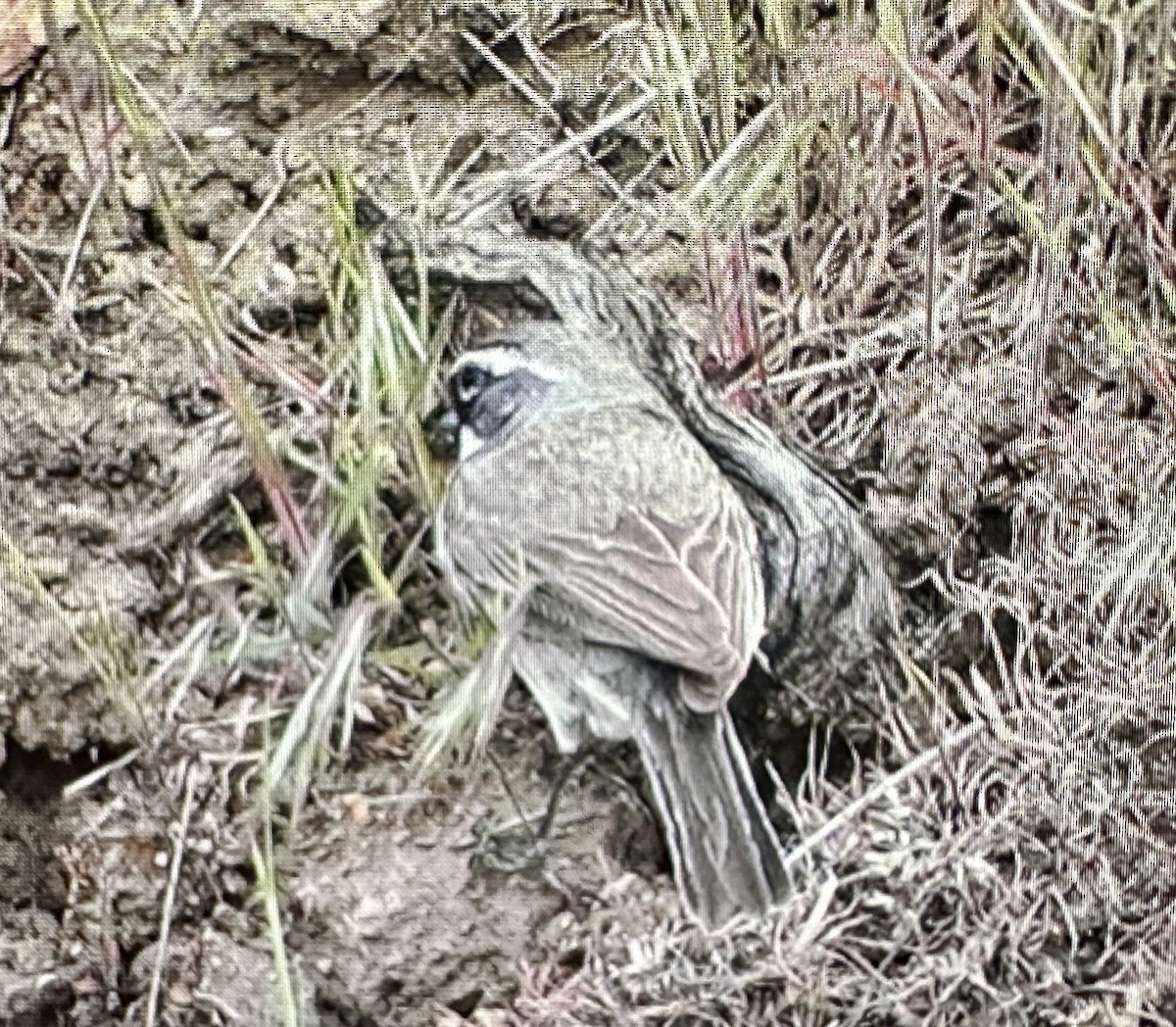 Black-throated Sparrow - ML620175852