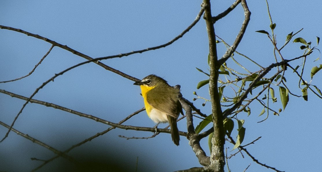 Yellow-breasted Chat - ML620175857