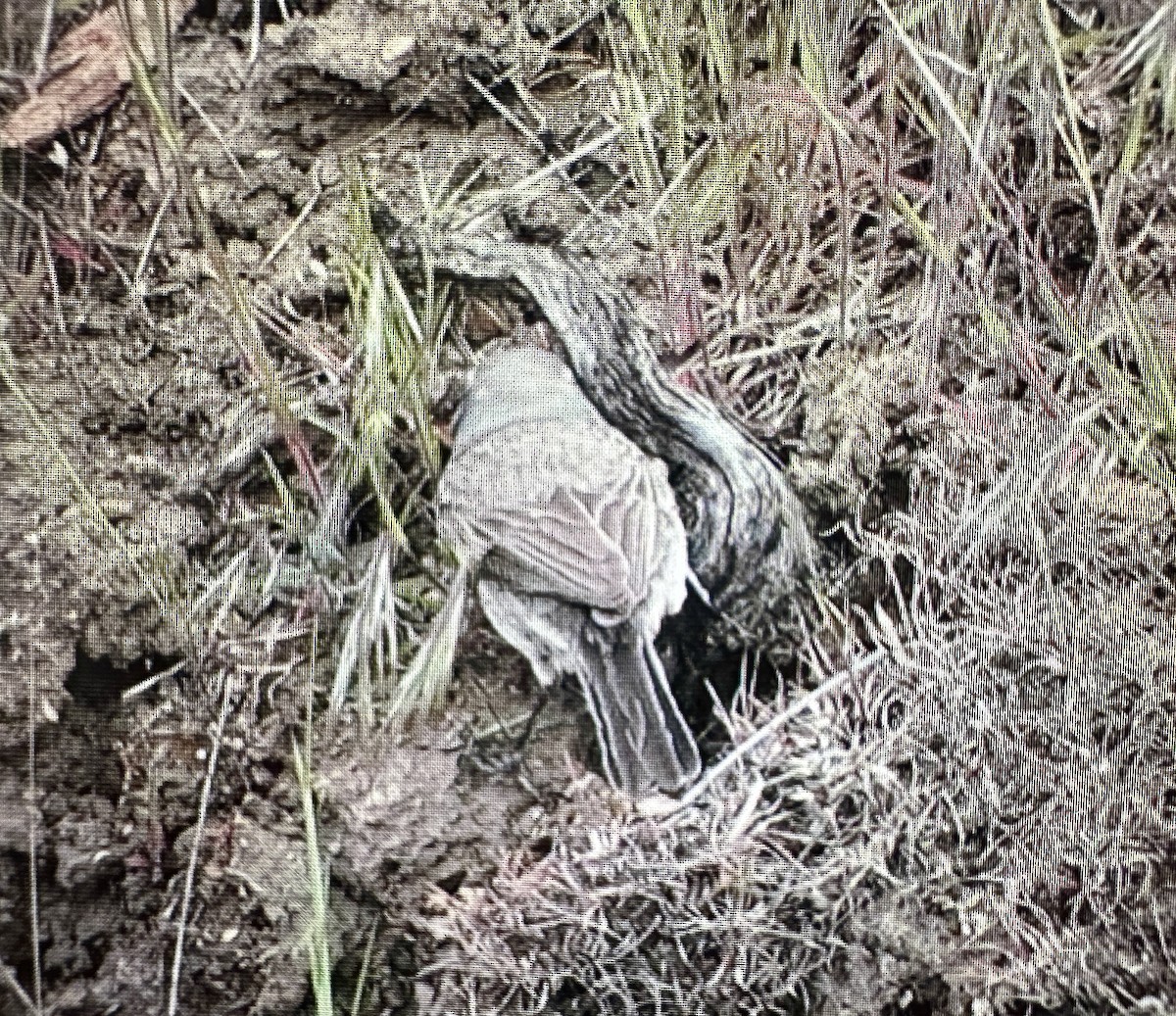 Black-throated Sparrow - ML620175859