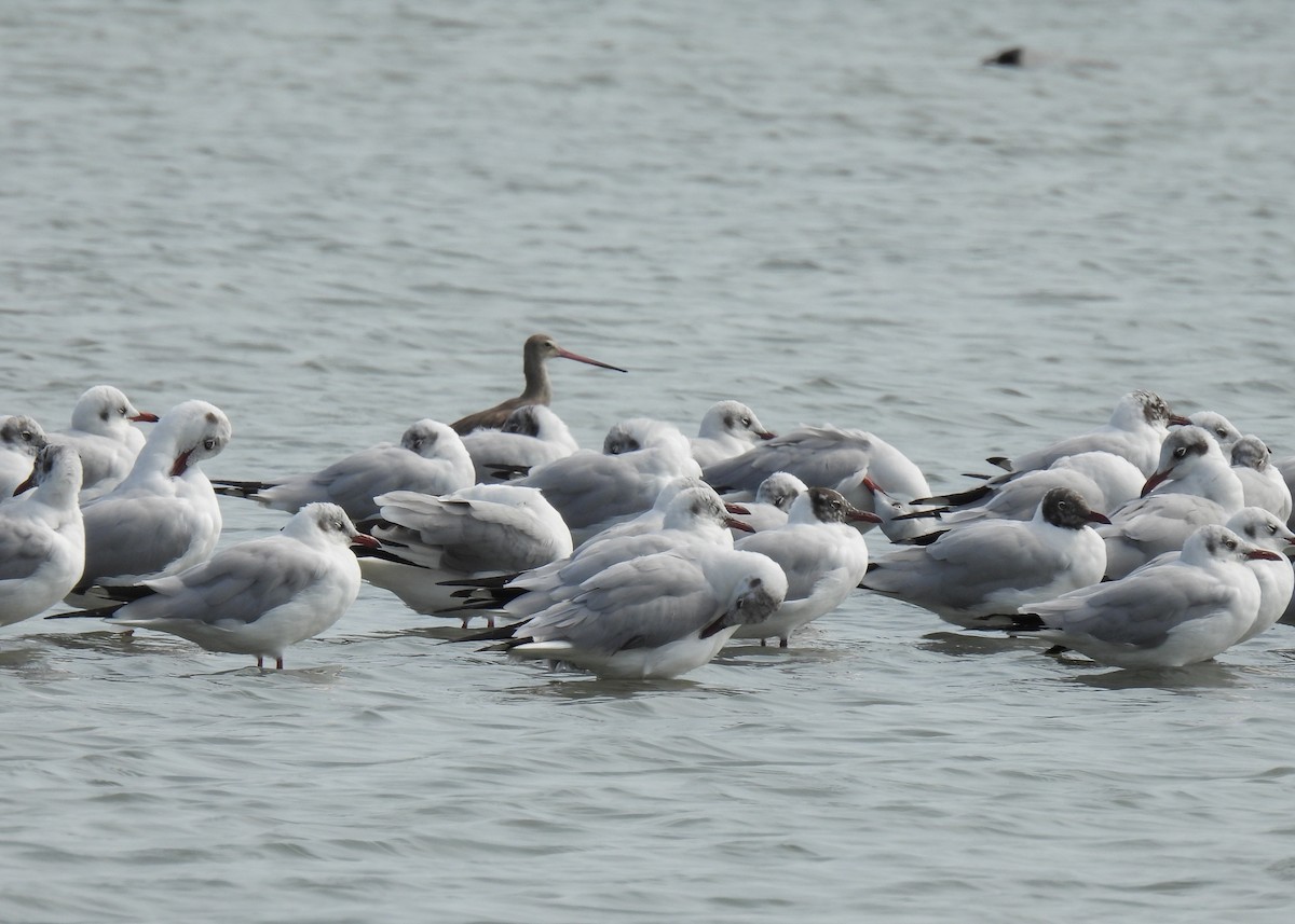 Black-tailed Godwit - ML620175860