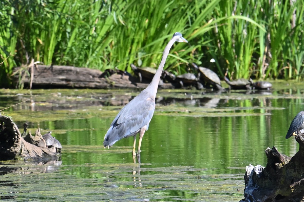 Great Blue Heron - ML620175861