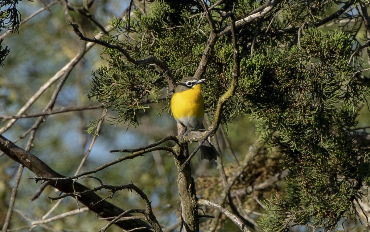 Yellow-breasted Chat - ML620175863