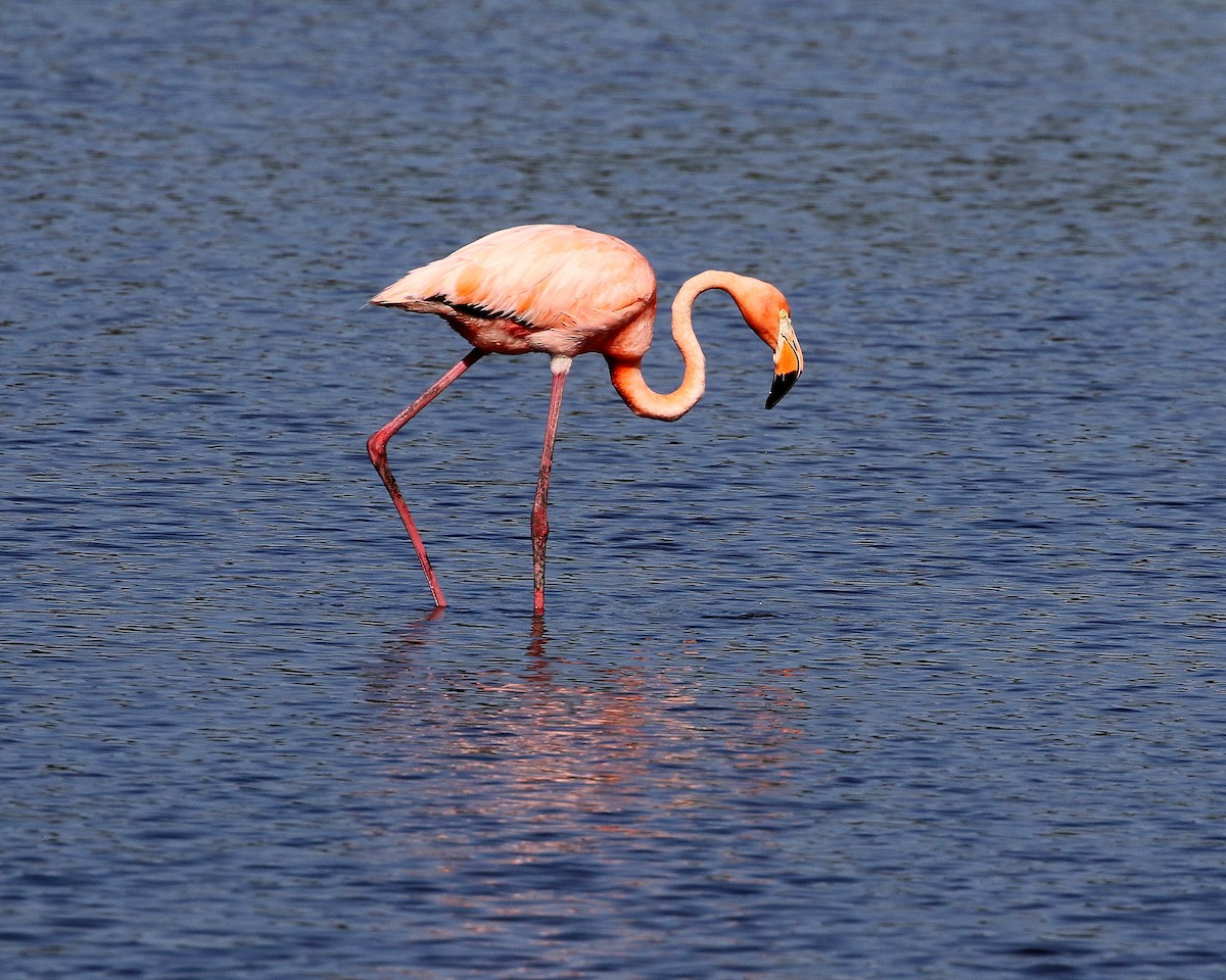 Flamant des Caraïbes - ML620175872