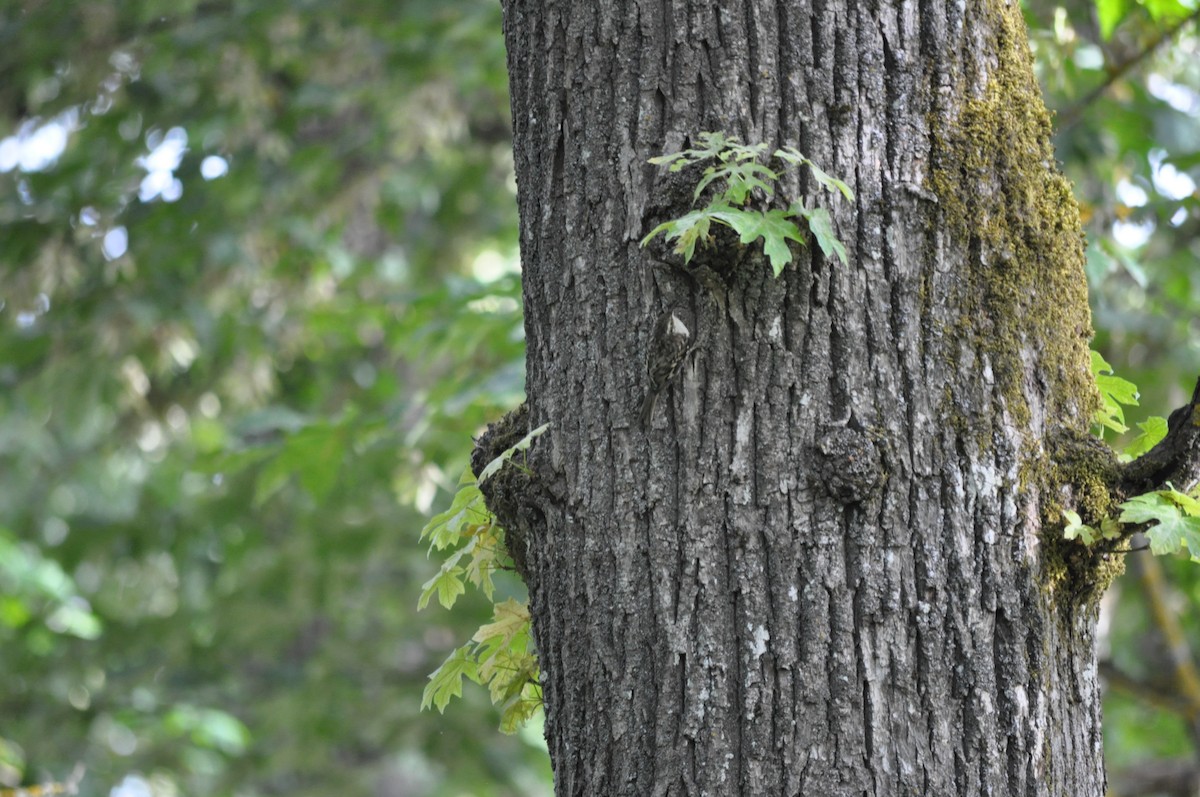 Brown Creeper - ML620175874