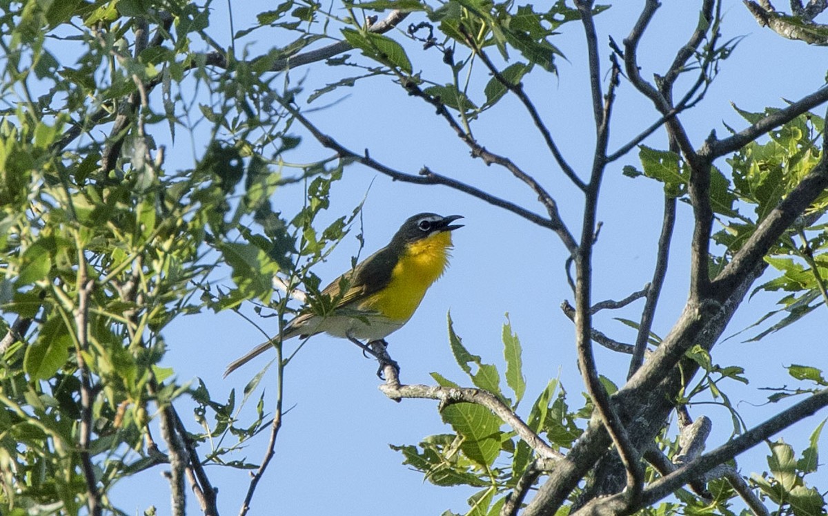 Yellow-breasted Chat - ML620175875