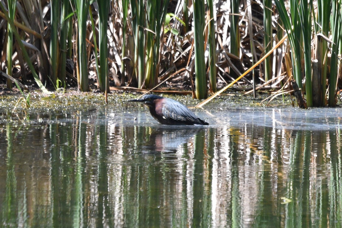 Green Heron - ML620175878