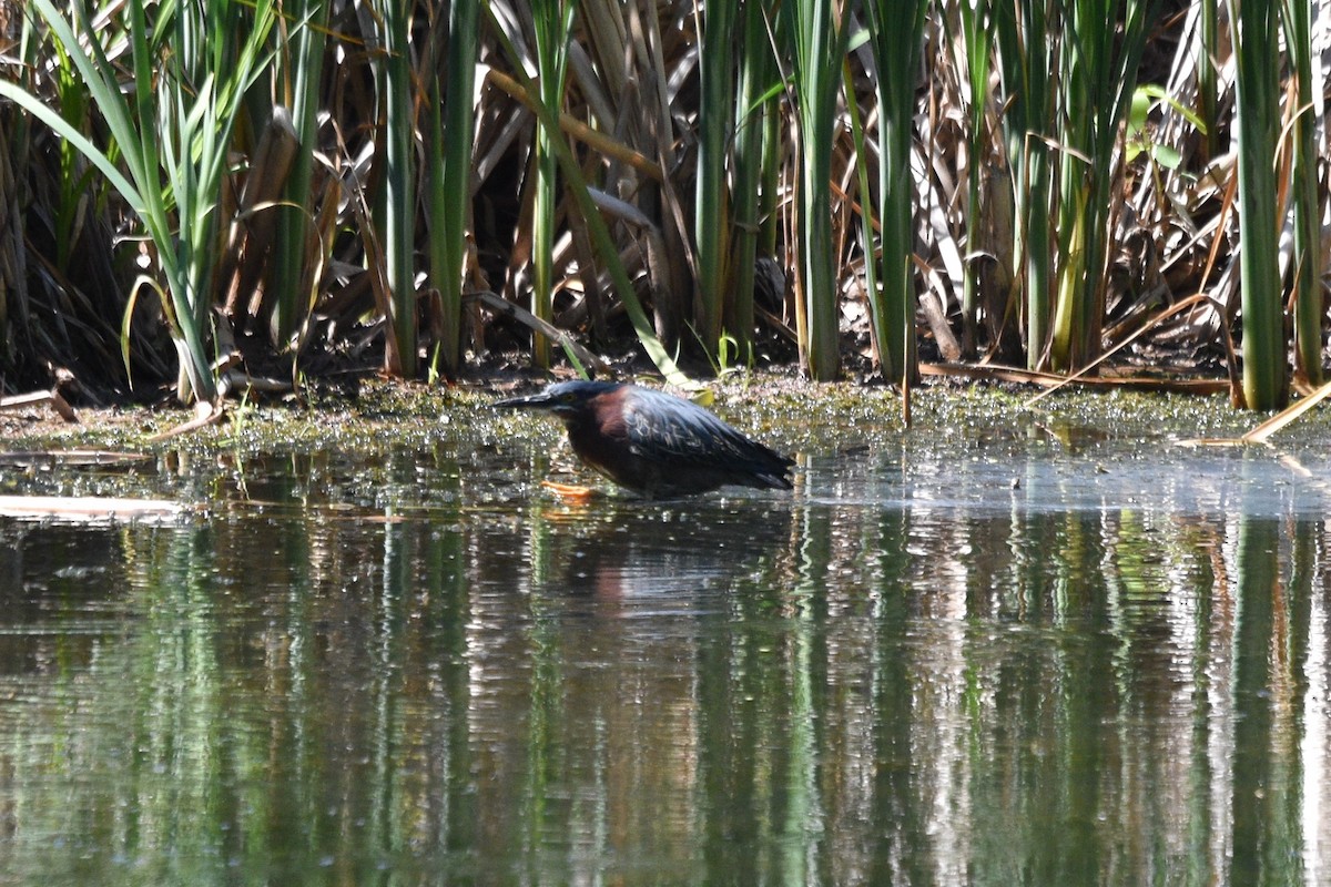 Green Heron - ML620175879