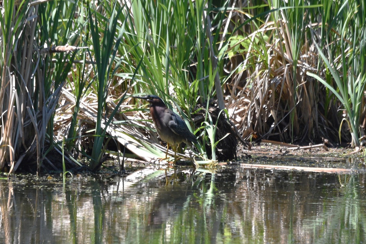 Green Heron - ML620175880