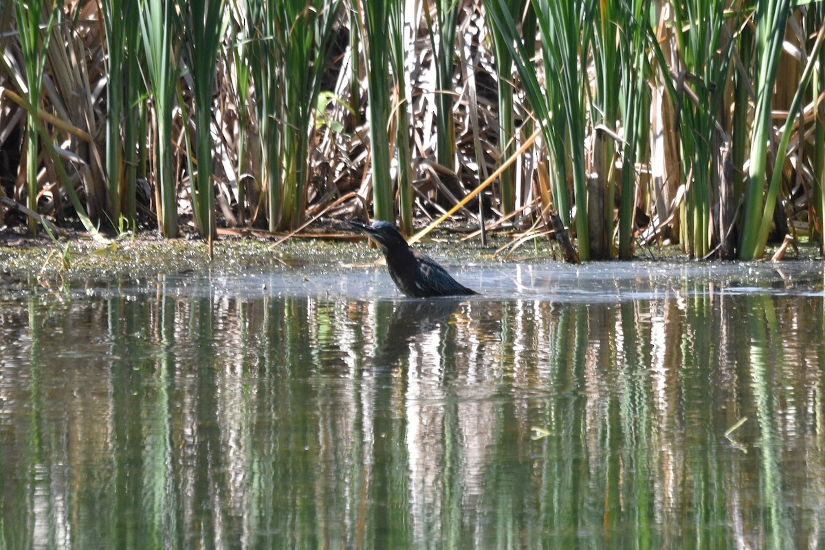 Green Heron - ML620175882